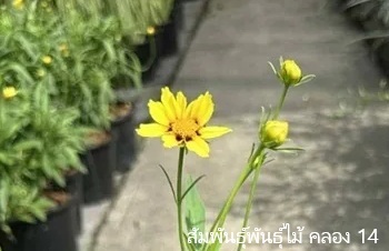 ลักษณะพฤกษศาสตร์ของต้นจันทร์ฉาย
