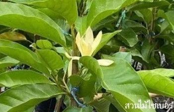 ลักษณะพฤกษศาสตร์ของต้นจำปาขาวนครไทย