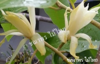 ลักษณะพฤกษศาสตร์ของต้นจำปาขาวเมืองพาน