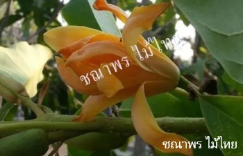 ลักษณะพฤกษศาสตร์ของต้นจำปาอินโด
