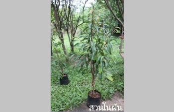 ลักษณะพฤกษศาสตร์ของต้นจำปีมหาวัน