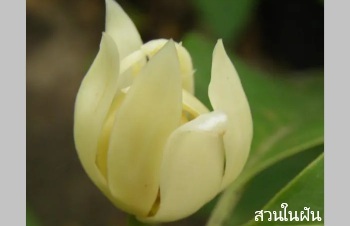 ลักษณะพฤกษศาสตร์ของต้นจำปีจิ๋ว