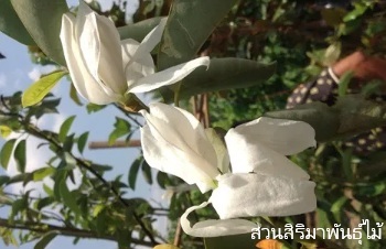 ลักษณะพฤกษศาสตร์ของต้นจำปีจีน