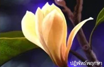 ลักษณะพฤกษศาสตร์ของต้นจำปีเพชร