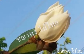 ลักษณะพฤกษศาสตร์ของต้นจำปียูนาน