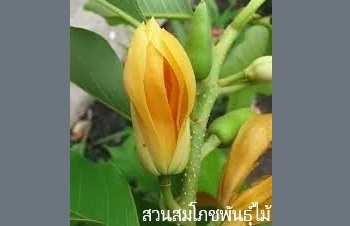 ลักษณะพฤกษศาสตร์ของต้นจำปีสีทอง