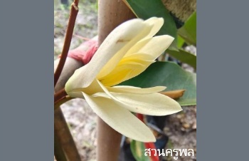 ลักษณะพฤกษศาสตร์ของต้นจำปีสุคนธา