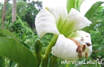 ลักษณะพฤกษศาสตร์ของต้นชบาช้าง