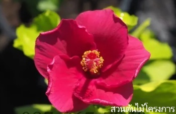 ลักษณะพฤกษศาสตร์ของต้นชบาญี่ปุ่น