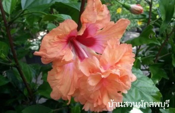ลักษณะพฤกษศาสตร์ของต้นชบาทองย้อย
