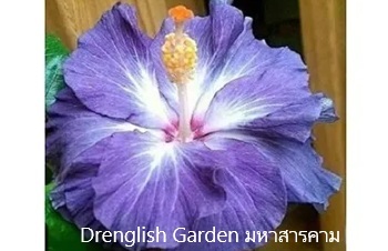 ลักษณะพฤกษศาสตร์ของต้นชบาแฟนซี