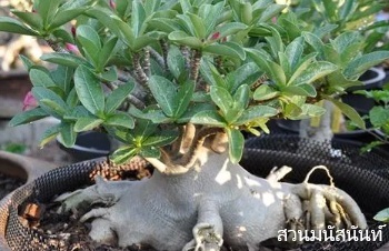 ลักษณะพฤกษศาสตร์ของต้นชวนชมไทยไซโค