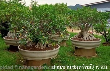 ลักษณะพฤกษศาสตร์ของต้นชวนชมเพชรกรุงเก่า