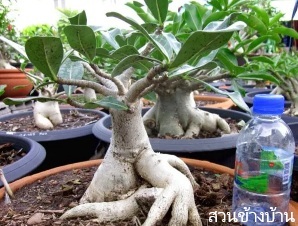 ลักษณะพฤกษศาสตร์ของชวนชมเพชรบ้านนา