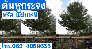 ต้นหูกระจง หรือ แผ่บารมี