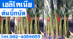 เฮลิโคเนีย ต้นบิ๊กบัด