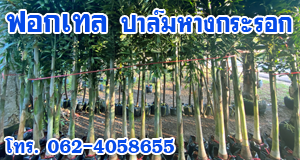ฟอกเทล(ปาล์มหางกระรอก)