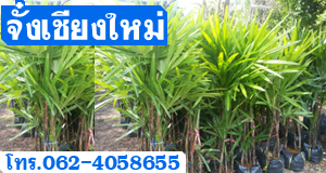 จั๋งเชียงใหม่