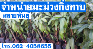 จำหน่ายมะม่วงกิ่งทาบหลายพันธุ์