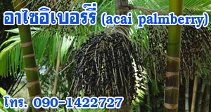 อาไซอิเบอร์รี่ (acai palmberry   )