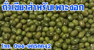 เมล็ดถั่วเขียวสำหรับเพาะถั่วงอก