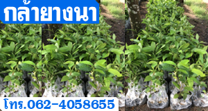 กล้ายางนา