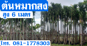 ต้นหมากสงสูง6เมตร