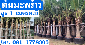 ต้นมะพร้าวสูง 1 เมตรคอวี