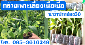 กล้วยเพาะเลี้ยงเนื้อเยื่อ กล้วยน้ำว้าปากช่อง50 
