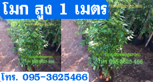 โมก ความสูง 1 เมตร