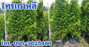 ไทรเกาหลี ทำรั้ว