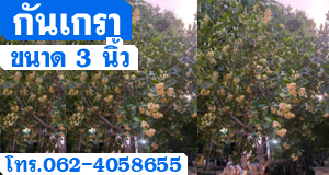 กันเกรา ขนาด 3 นิ้ว