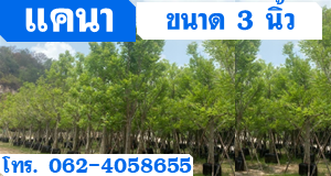 ต้นแคนา ขนาด 3 นิ้ว