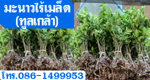 มะนาวไร้เมล็ด(ทูลเกล้า)