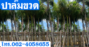 ปาล์มขวด