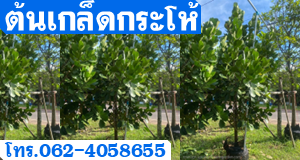 ต้นเกล็ดกระโห้