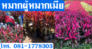 หมากผู้หมากเมีย