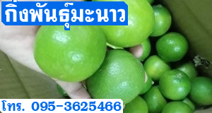 กิ่งพันธุ์มะนาว