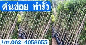 ต้นข่อย ทำรั้ว