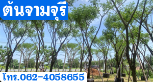 ต้นจามจุรี