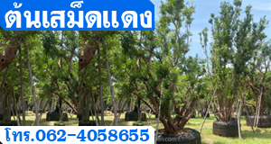 ต้นเสม็ดแดง
