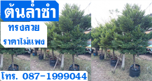 ต้นล่ำซำ