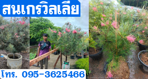 สนเกรวิลเลีย