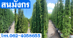 สนมังกร
