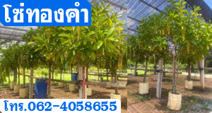 โซ่ทองคำ
