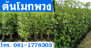 ต้นโมกพวง