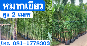 หมากเขียวสูง2เมตร