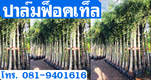 ต้นปาล์มฟ็อคเท็ล