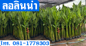 ลอลินน่า