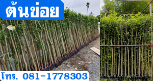 ต้นข่อย